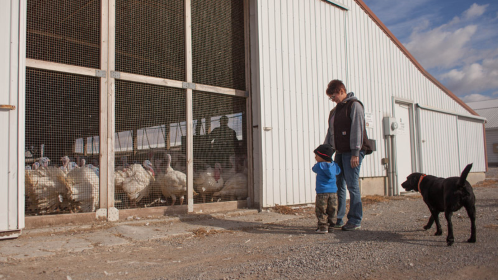 bird-flu-video-turkey-farmer-family