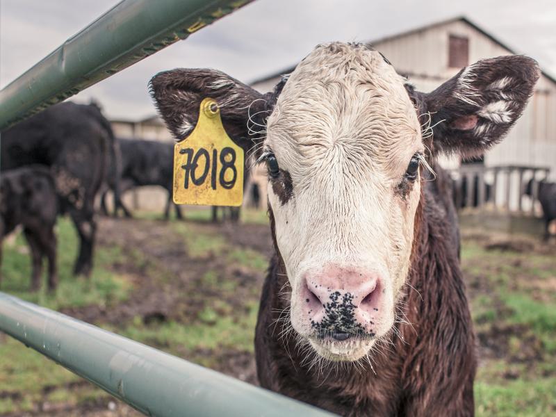 calf-at-farm.jpg
