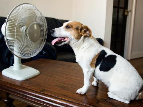 dogfan