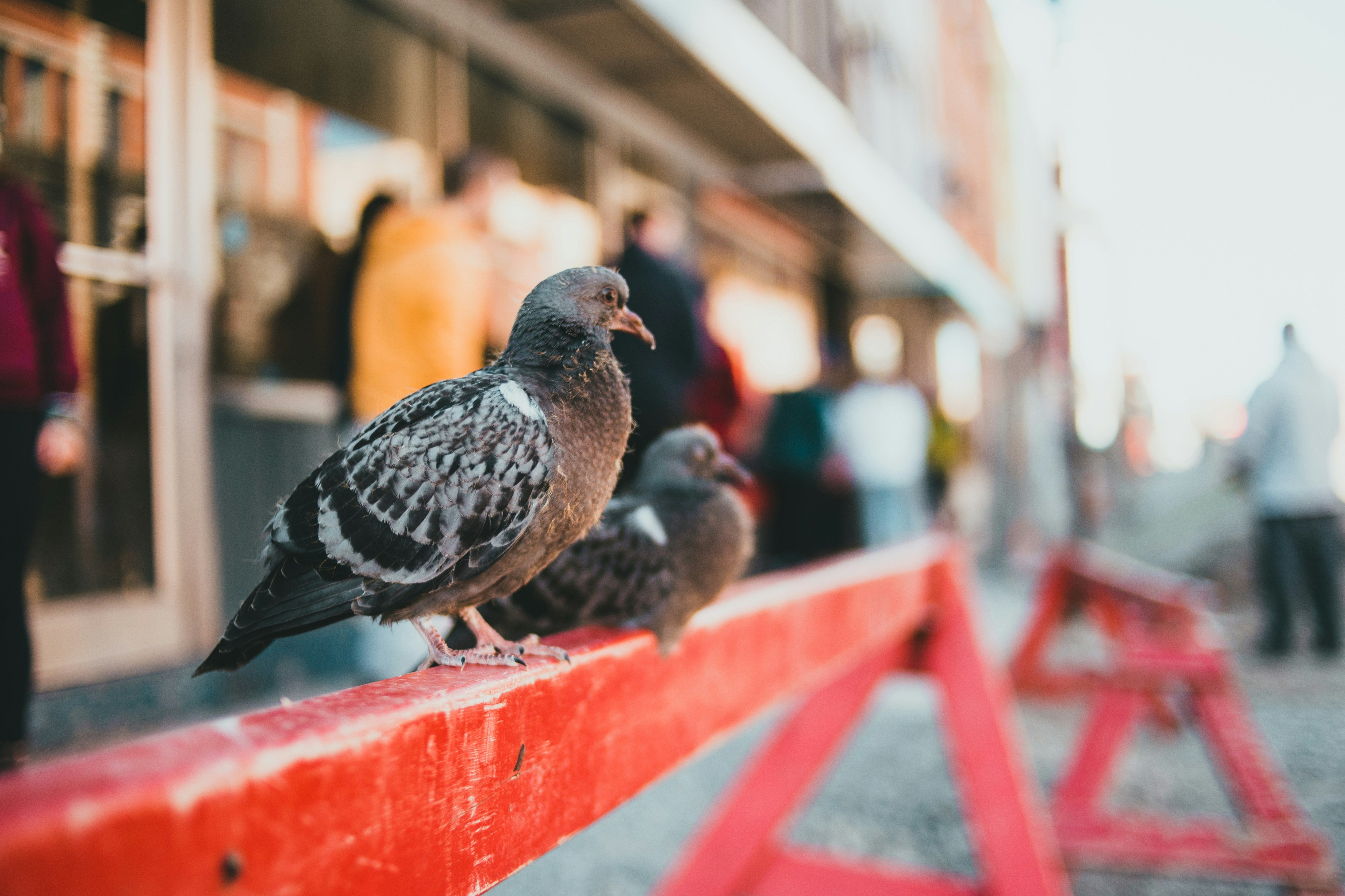 bird flue