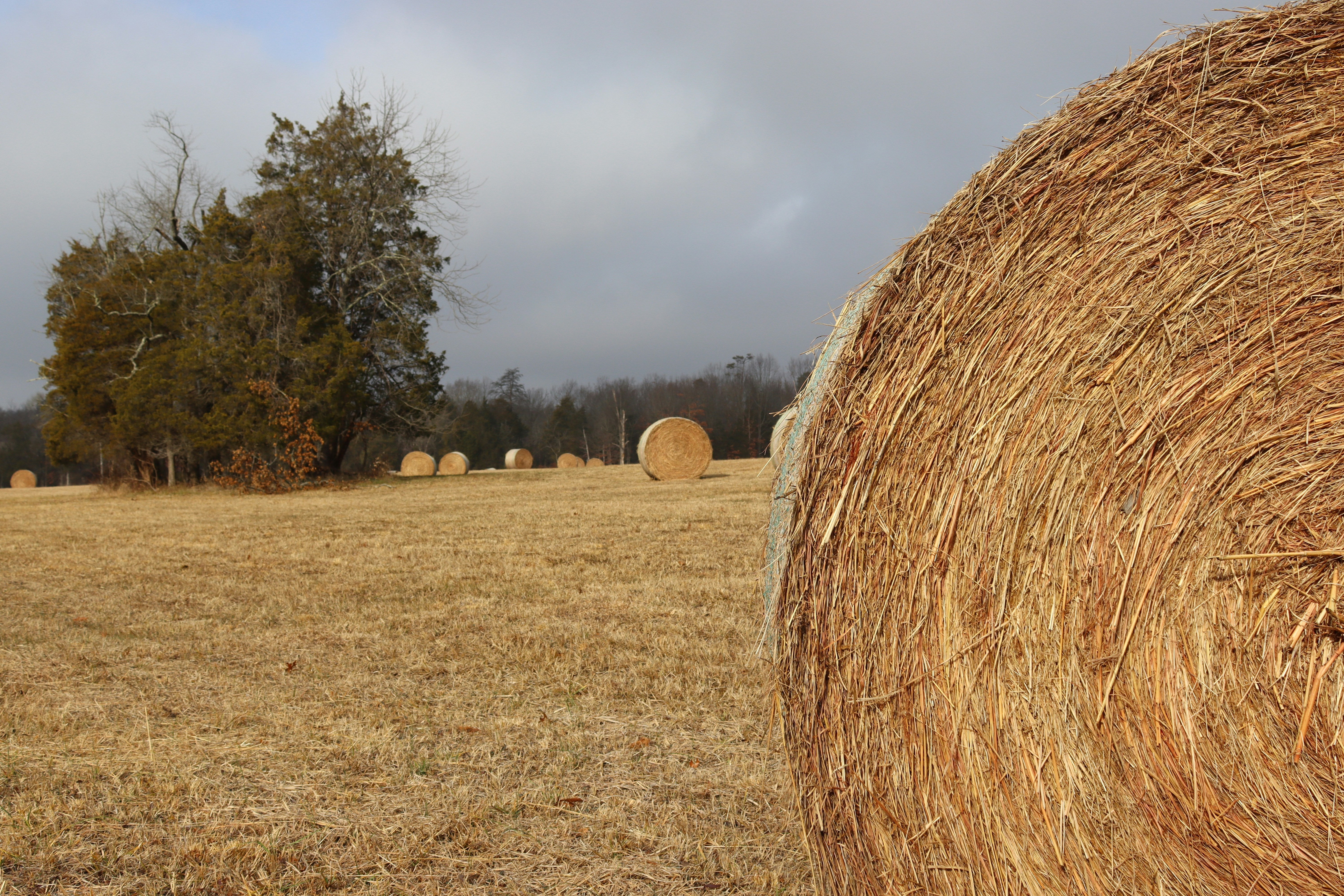 Harvesting Heritage: The Legacy of Lincoln Ridge Farms
