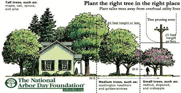 Image showing where to safely plant trees near your home