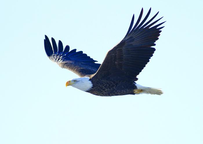 eagle